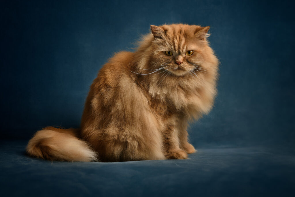 Indoor-Foto von rotem Kater vor blauem Hintergrund