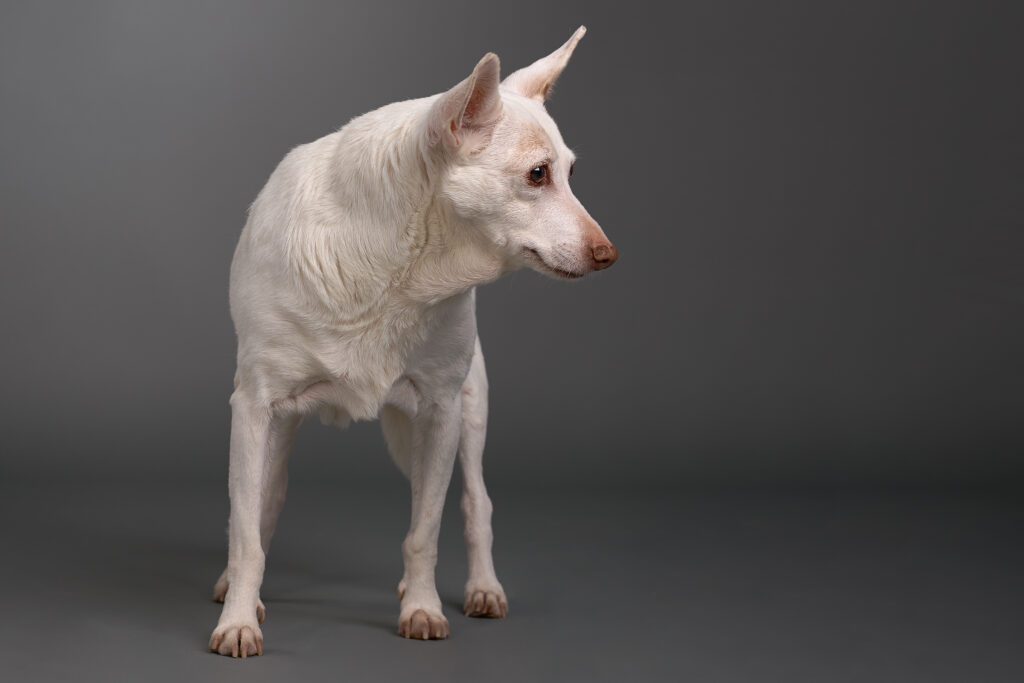 Studioaufnahme von weißem Hund vor dunkelgrauem Hintergrund