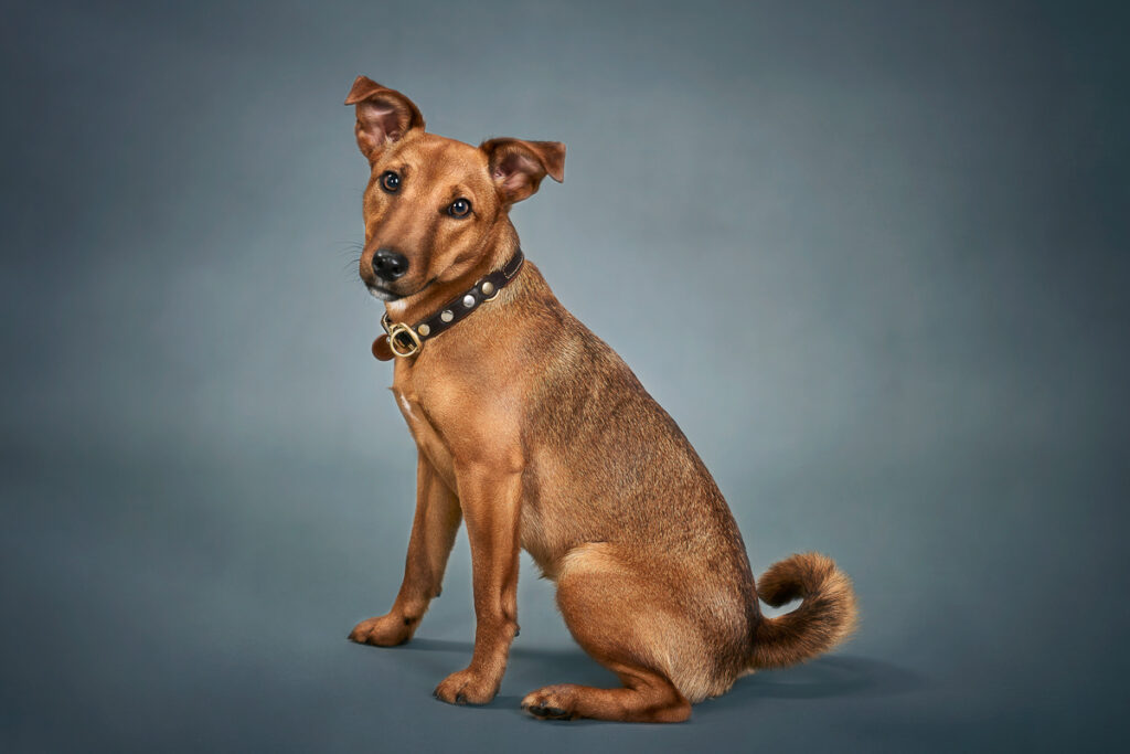 Studioaufnahme von rotbraunem Hund vor blauem Hintergrund